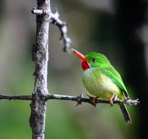 Arrowhead Birding Tours - Discover Jamaica's Feathered Treasures