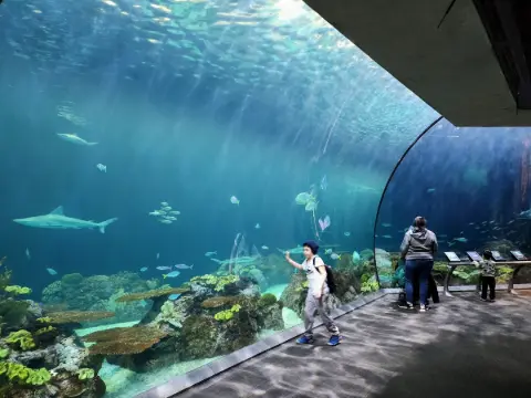 Shedd Akvaryumu: Chicago'nun Deniz İle Buluştuğu Büyülü Mekan